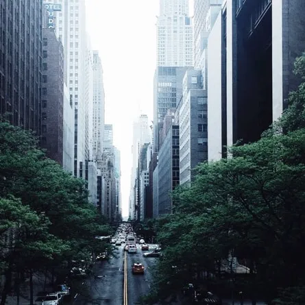 busy road between skyscrapers in a metropolitan area with 2 large trees in the foreground